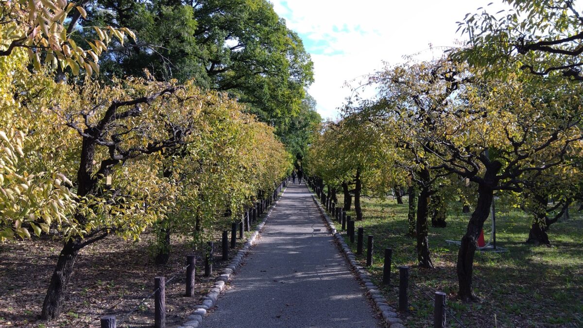 Plum Grove in Early November