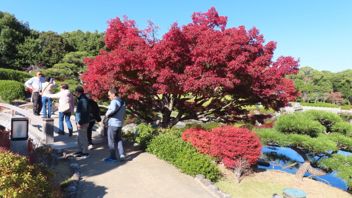 Autumn leaves between Eiha Bridge and Ingetsu Bridge (as of November 29, 2025)