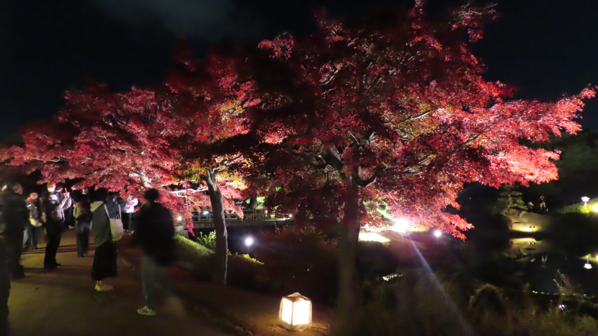 Illuminated maple leaves near the entrance