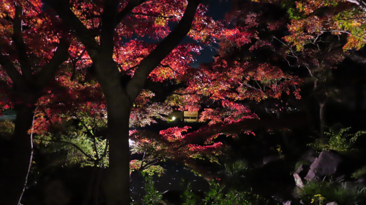 Illuminated maple leaves glowing in the dark