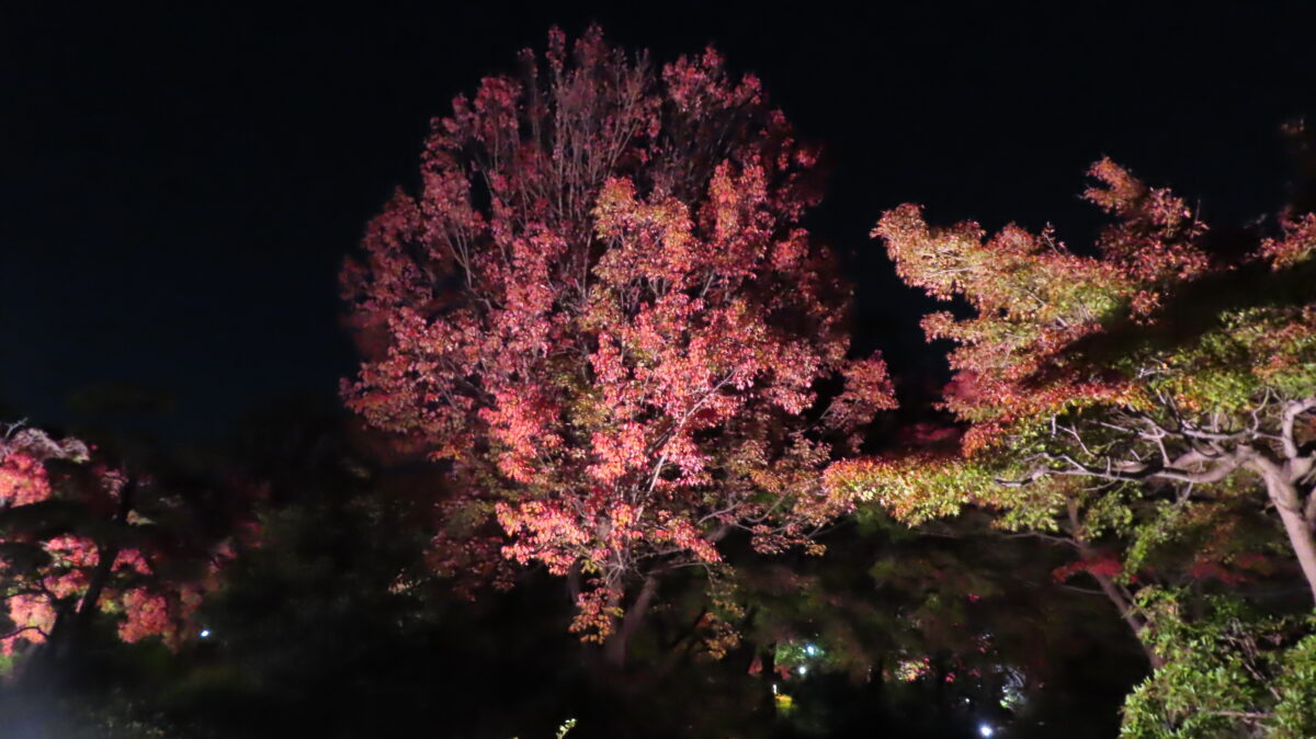 Green leaves among the maples