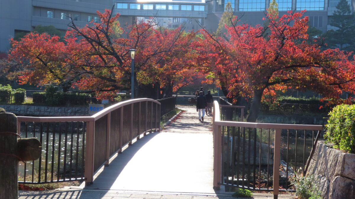 Bridge along the way to the riverside
