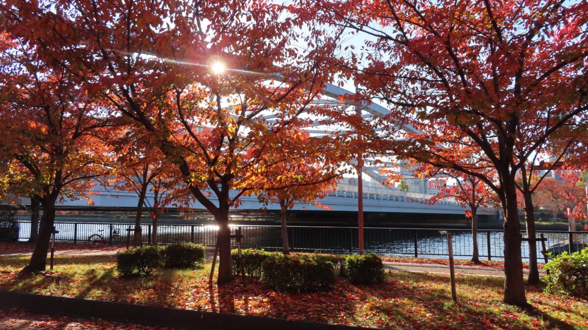 Cherry foliage and Sakuranomiya Bridge