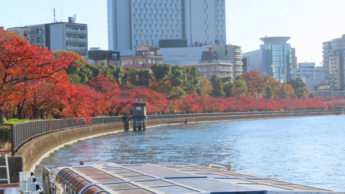 Curved row of cherry trees
