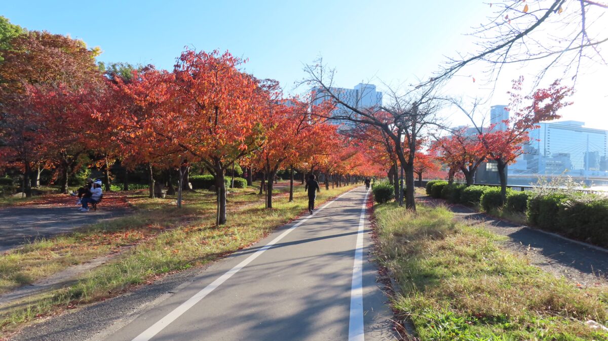 Cherry foliage along the walking path