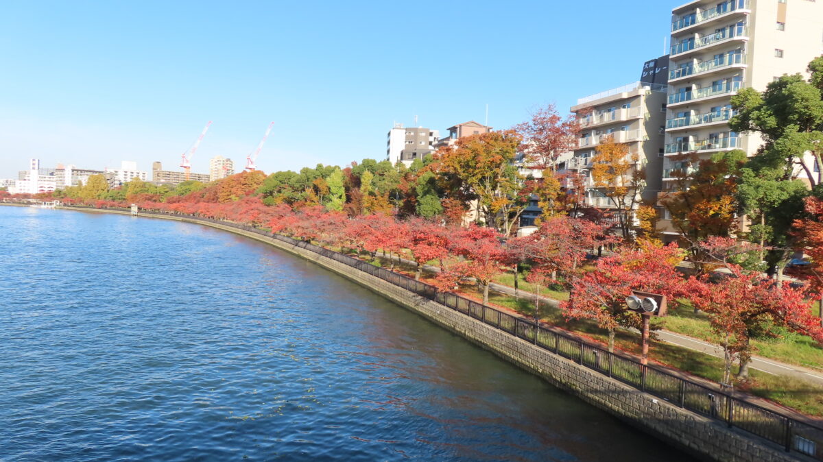Row of cherry trees along the riverside as seen from Kawasaki Bridge