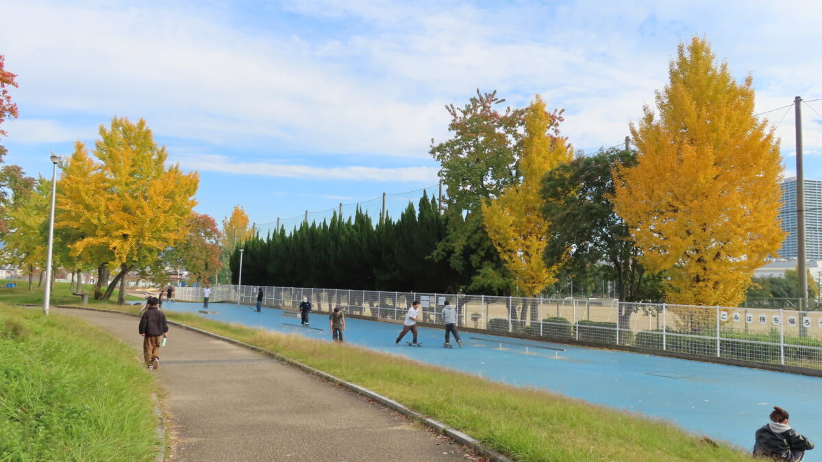 Ginkgo at the Skateboard Area in East Area