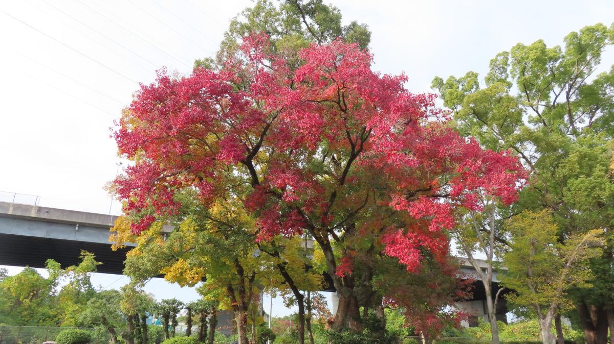Nanking Maple near the Pool