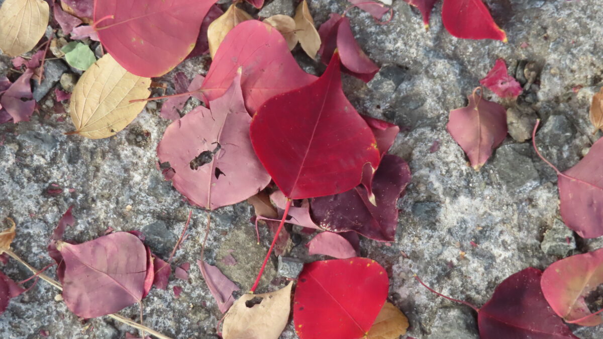Spade-shaped Leaves of Nanking Maple