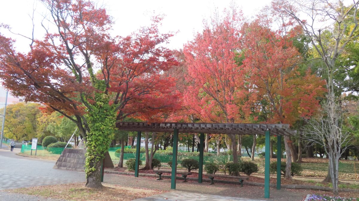 Autumn Foliage by the Baseball Field
