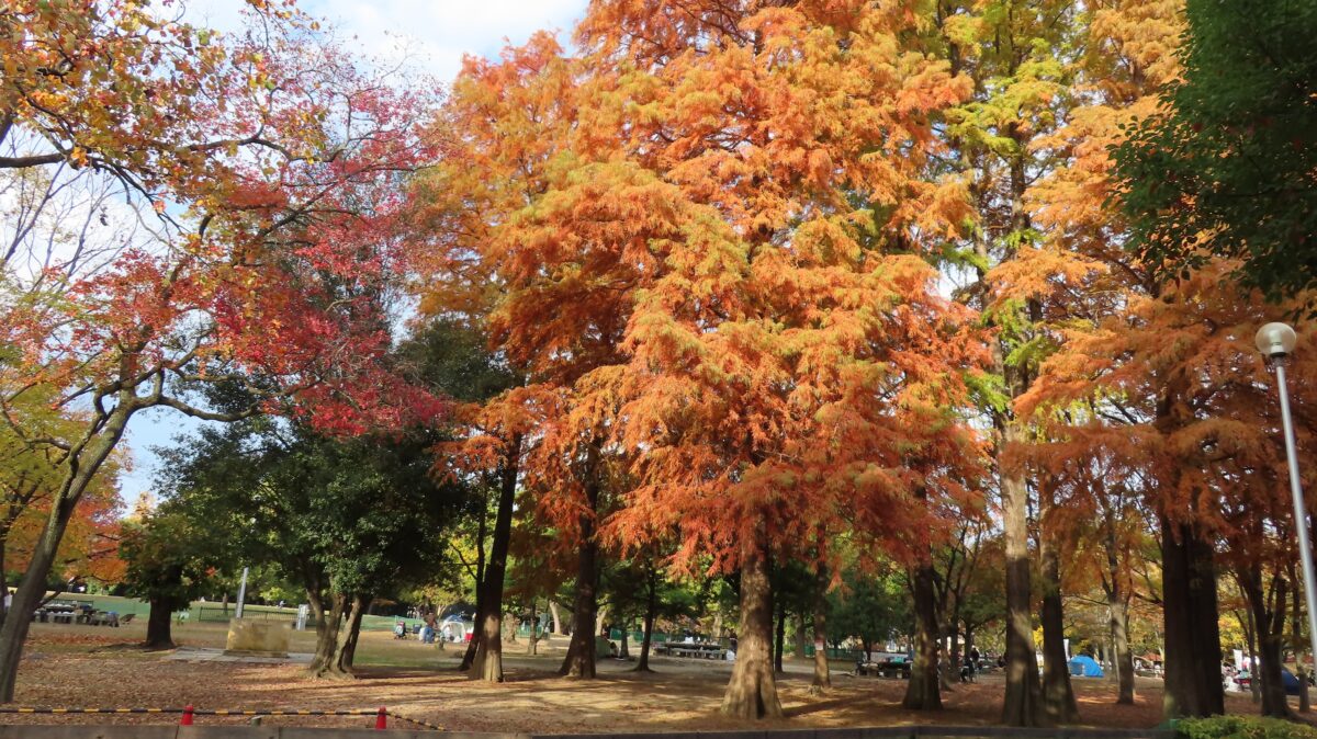 Metasequoia Dyed Orange
