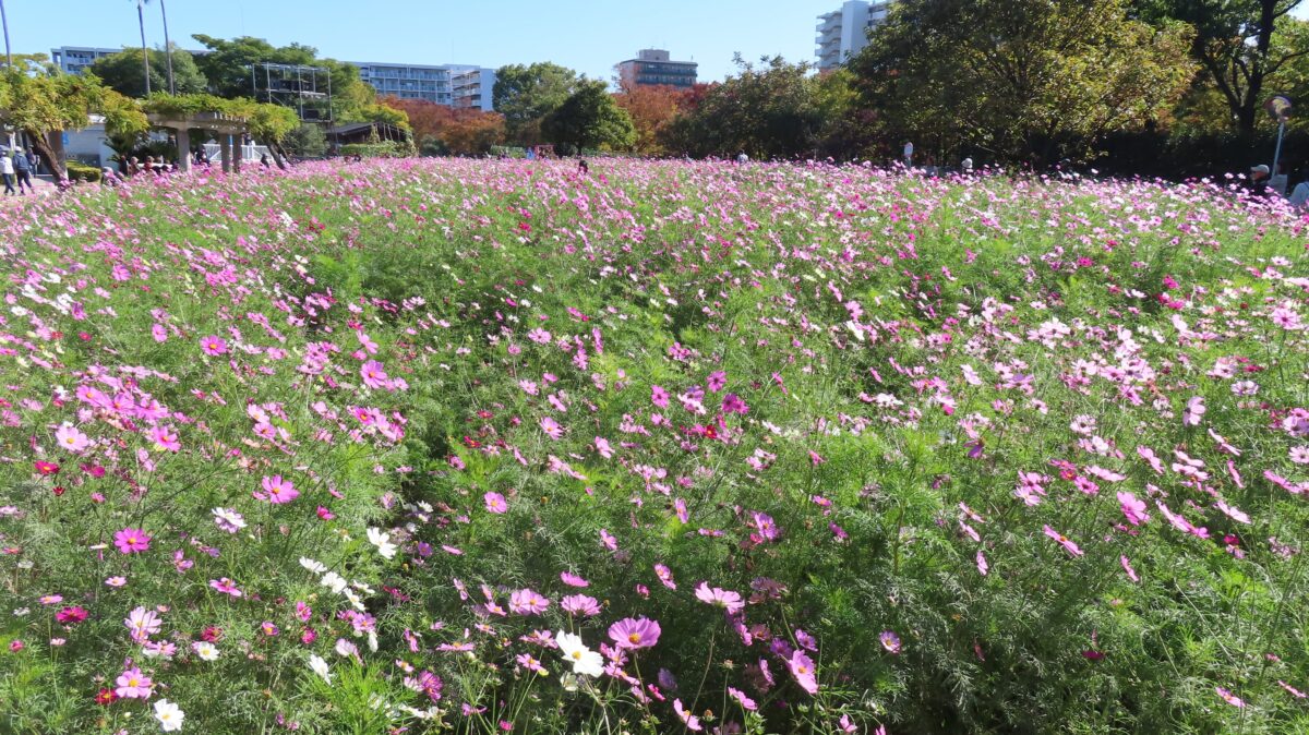 Cosmos field at Nagai Botanical Garden
