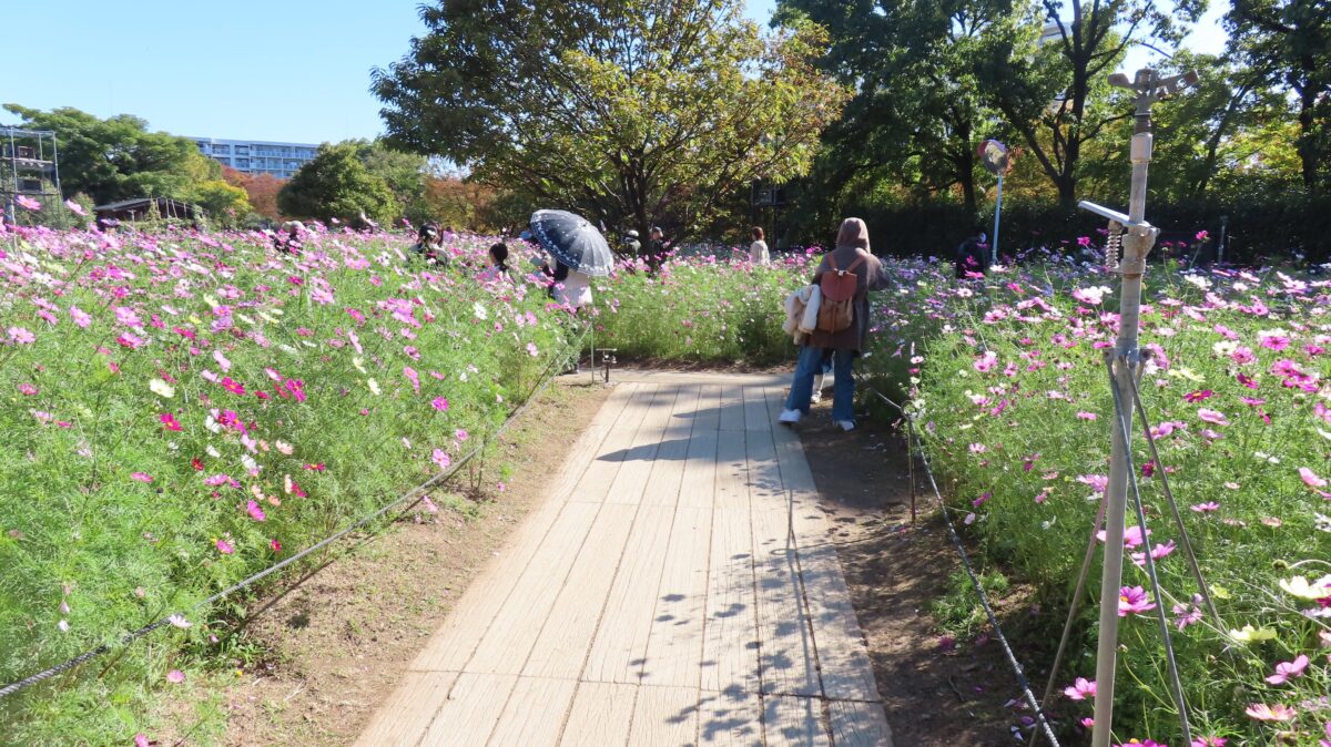 Path through the cosmos field