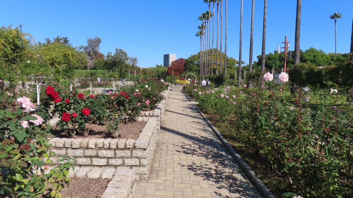 Rose garden at Nagai Botanical Garden
