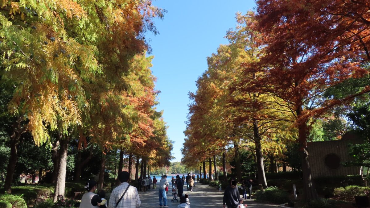  Entrance bald cypress avenue