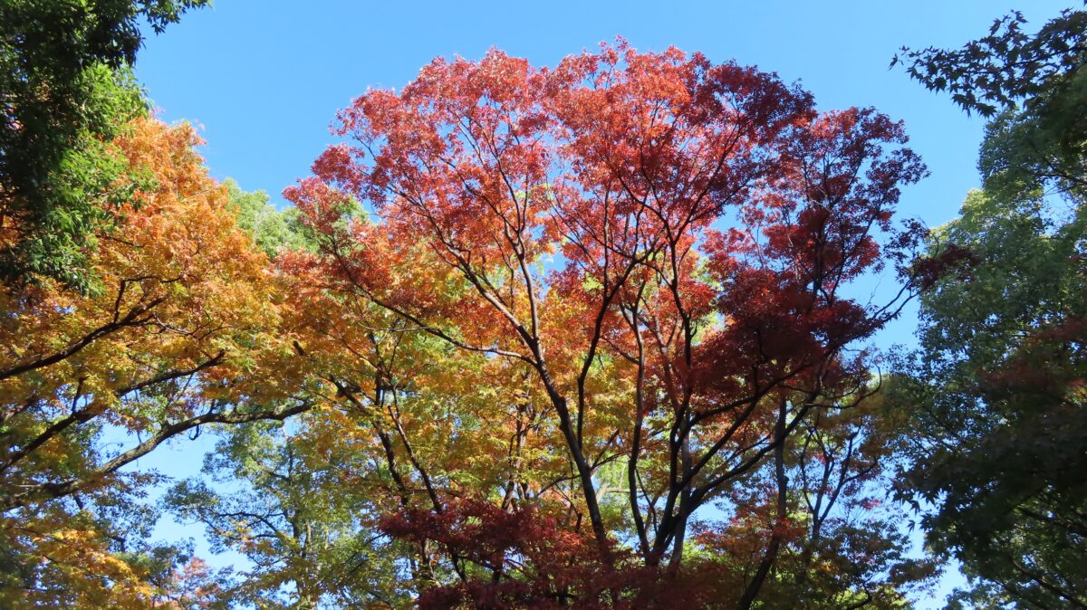 Autumn foliage in Kyodo no Mori