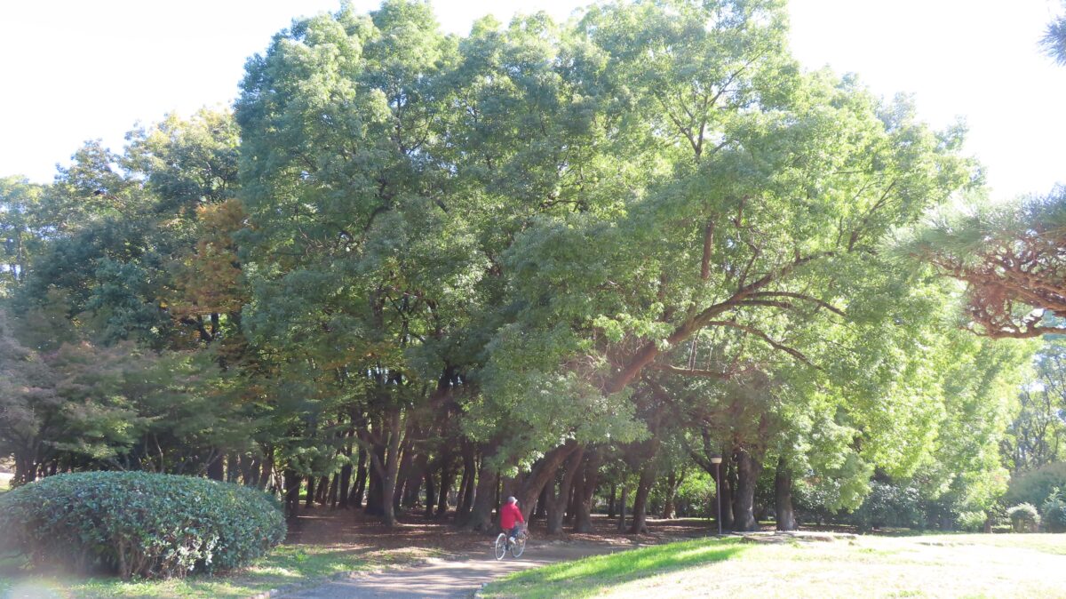 The tall trees of Kyodo no Mori