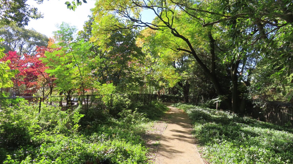 Trees along the Waterside Promenade