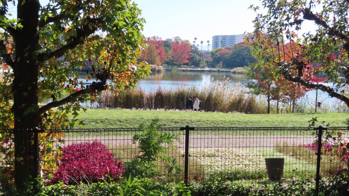View of the pond in Nagai Botanical Garden