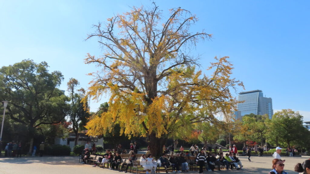 Large ginkgo tree near the castle tower