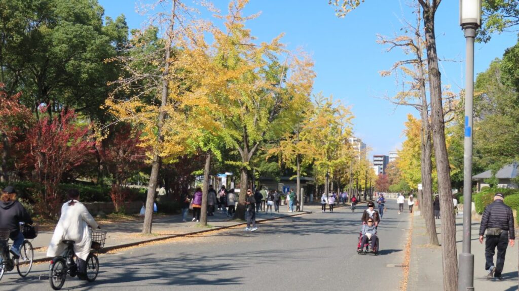 Ginkgo trees along the running path