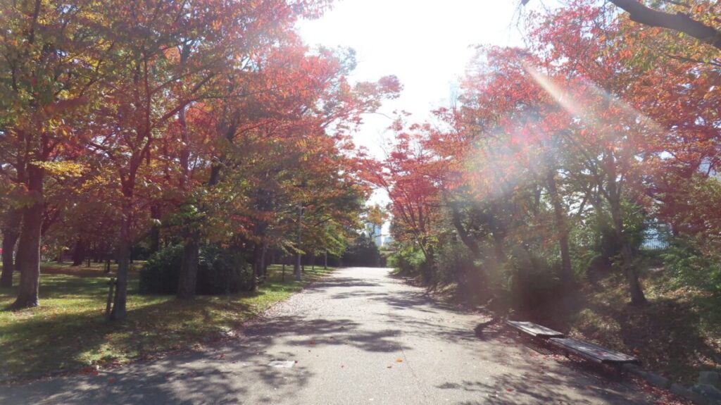 Colorful path lined with autumn trees