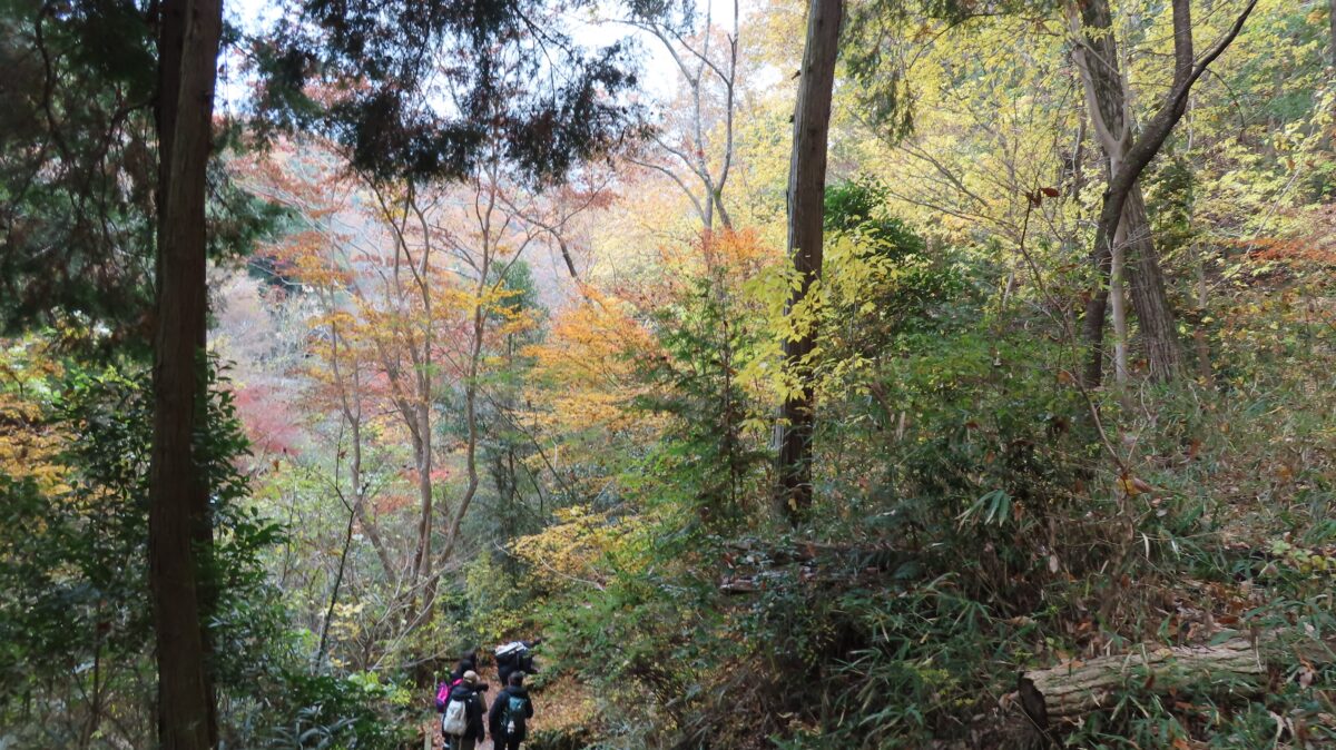 Tall trees along the hiking trail