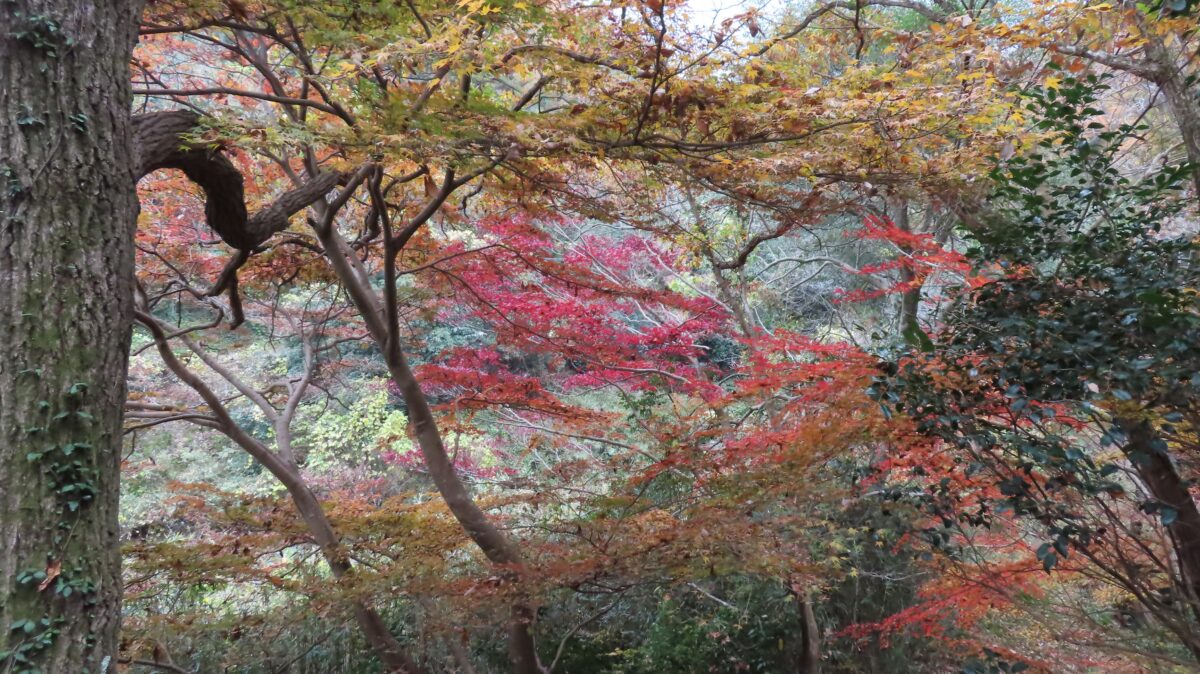 Autumn leaves like a watercolor painting