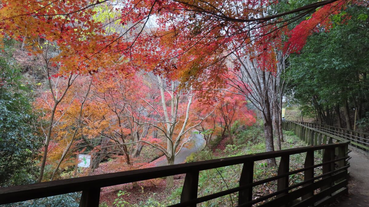 Autumn leaves along the Hoshida Park hiking trail