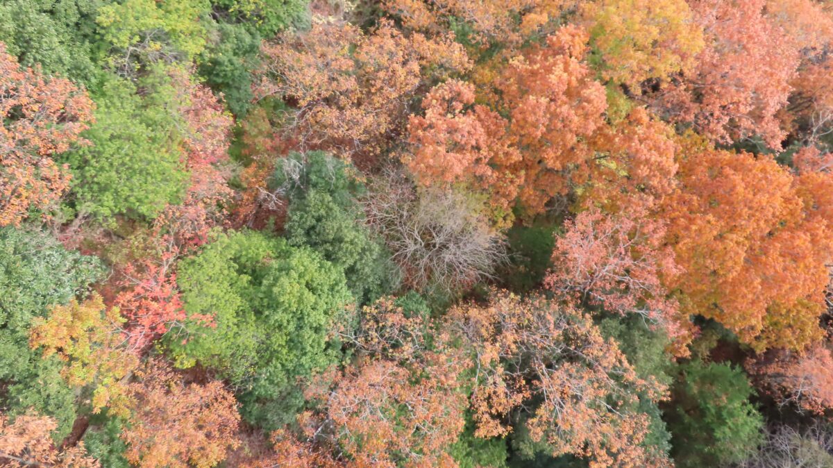 Colorful autumn carpet