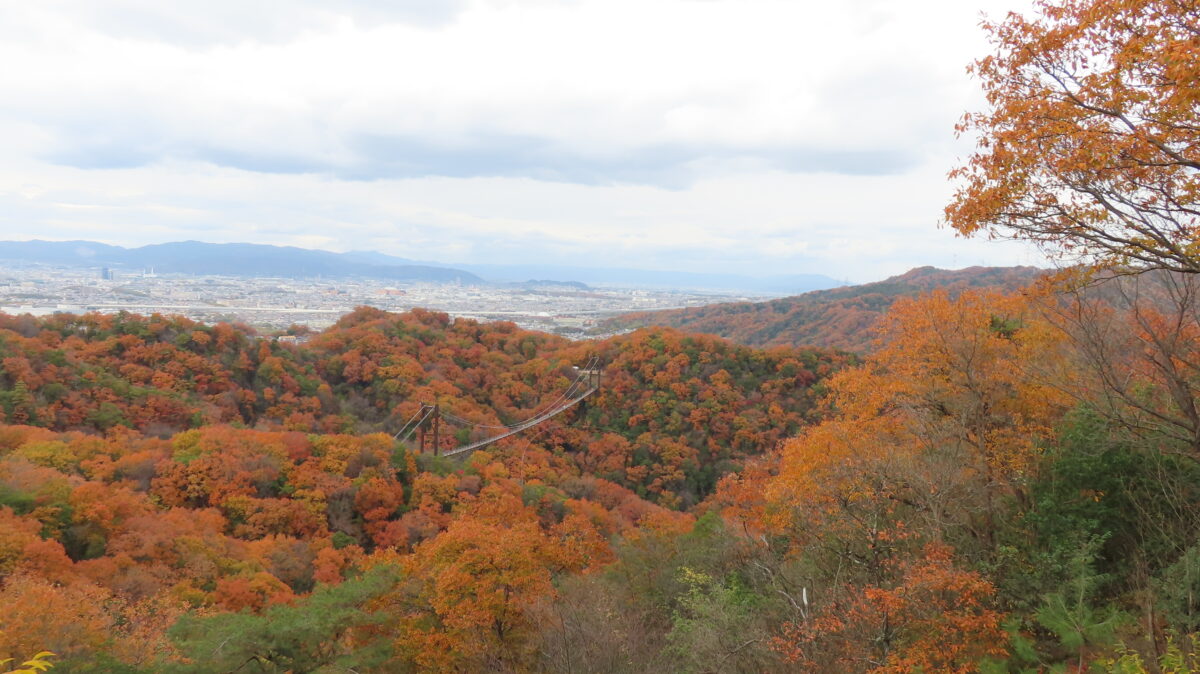 View from the observation deck 1