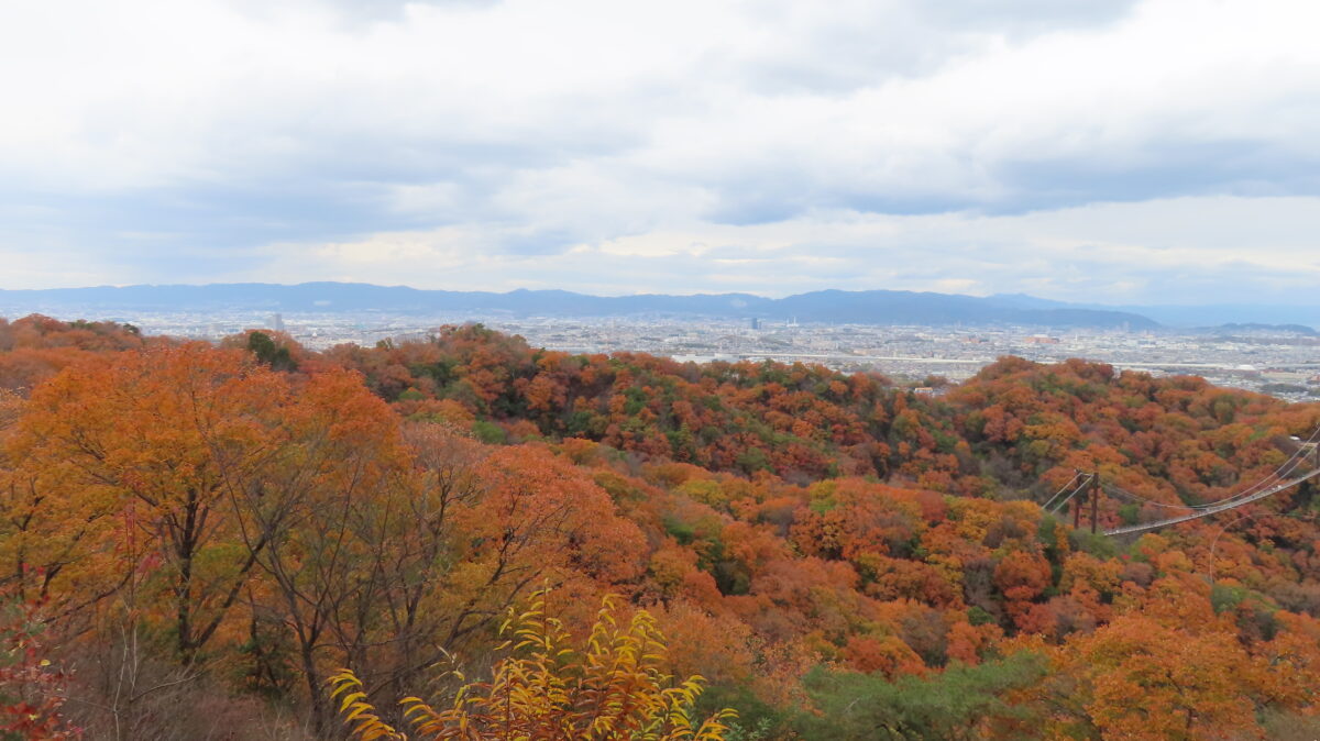 View from the observation deck 2